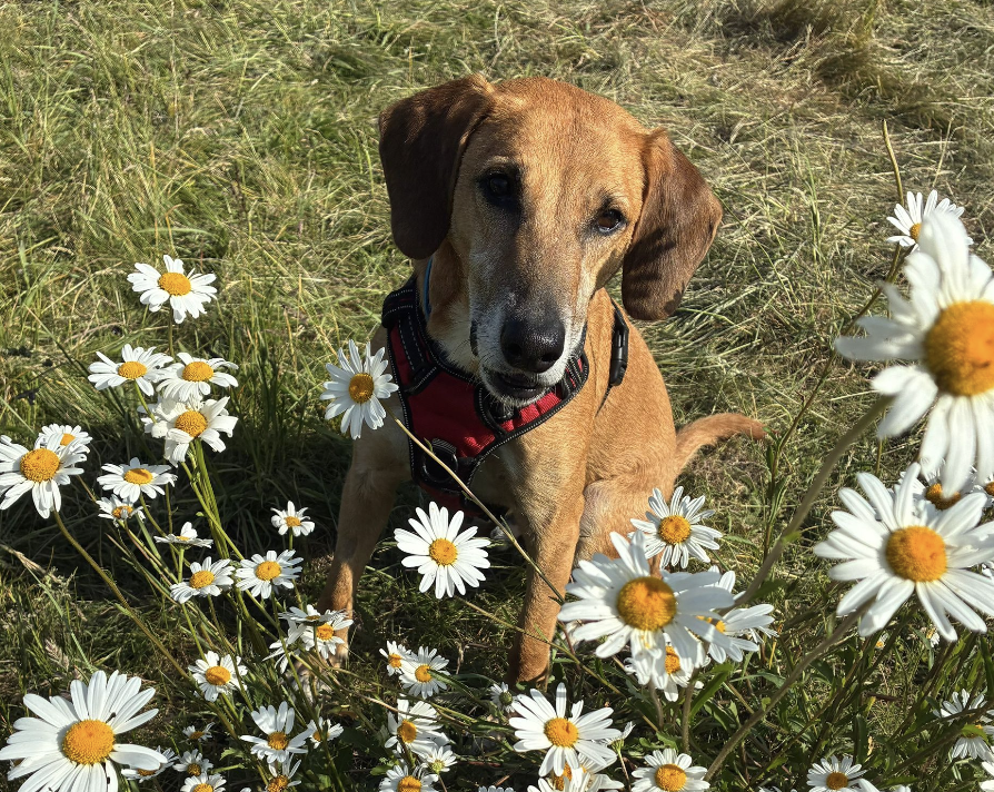 Rescue puppy from abroad sitting in some big white flowers